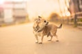 A small toy dog male Ã¢â¬â¹Ã¢â¬â¹of mixed breed barking and lookins in left, light brown color standing on the asphalt path